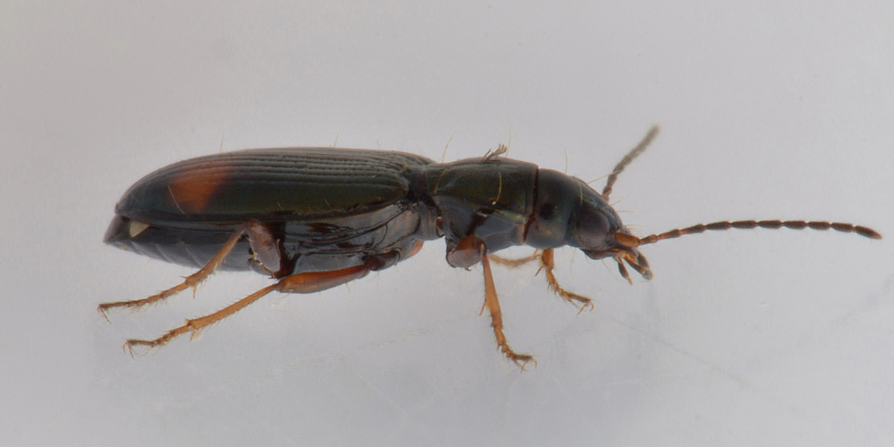 Bembidion modestum? s... cio, Ocydromus modestus